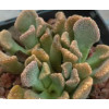 T.fulleri - Plant